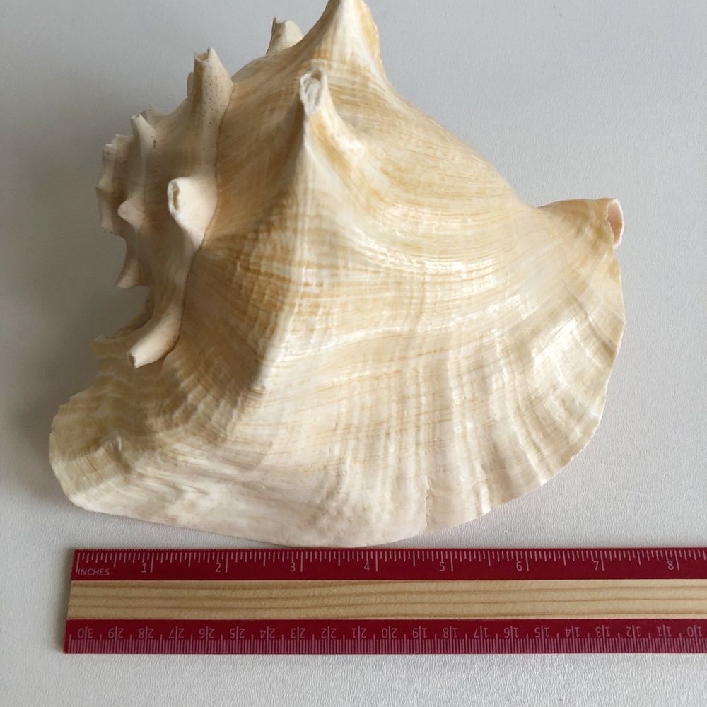 LARGE Horned Conch Shell Nautical Beach Decor - Picture 10 of 12